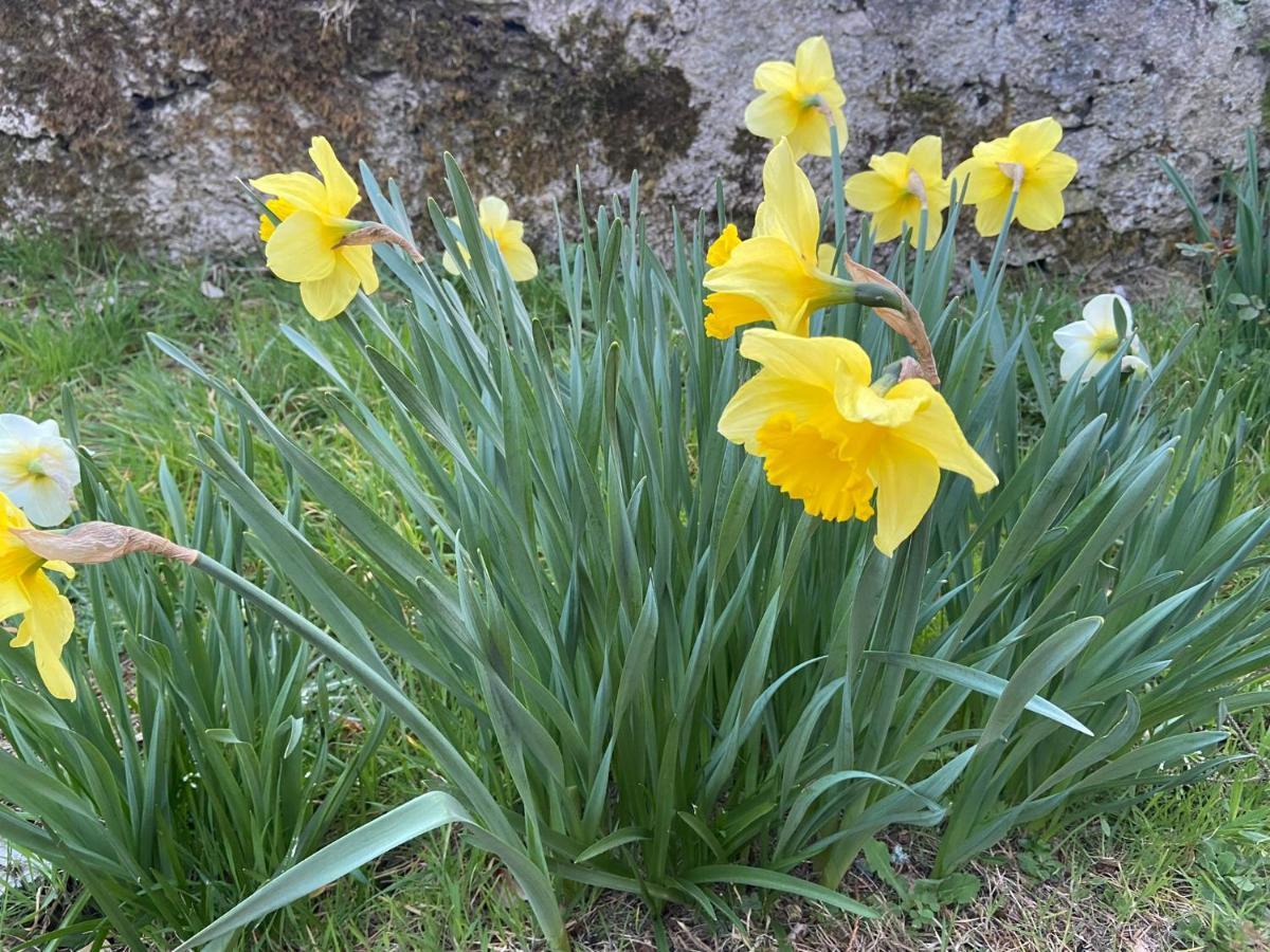 Daffodil Lodge Sligo Bagian luar foto